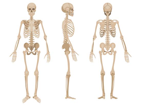 illustration av skelettet och lederna i kroppen